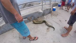 moray eel bite a fisherman at Jupiter FL inlet fishing point [upl. by Urbanna916]