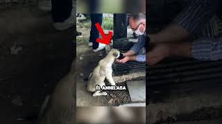 ¡Un Acto de Bondad Increíble Hombre Ayuda a Perrito Sediento en el Parque 💧🐶 [upl. by Auos]