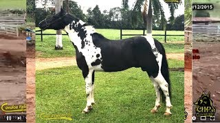 CAVALO MANGALARGA PAULISTA FOLCLORE TB REGISTRADO PAMPA DE PRETO HOMOZIGOTO CAVALOS HELIO ROCHA [upl. by Dnalrah465]