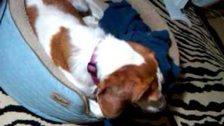 beagle with kennel cough [upl. by Llerehc]