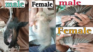 how to identify male and female chicks  one month pure desi chicks growth [upl. by Caprice]