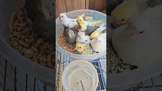 Cockatiel baby hand feeding birds parrot cockatiel explore pets cockatielbird [upl. by Brewer]