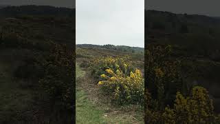 Frensham Great Pond  Surrey England  stunning View [upl. by Htebazle]