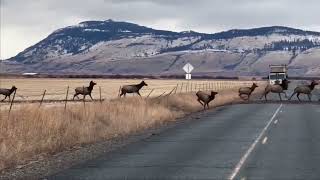 Massive Herd of Elk Crossing HWY 237 in Eastern Oregon  December 2022 [upl. by Sauncho]