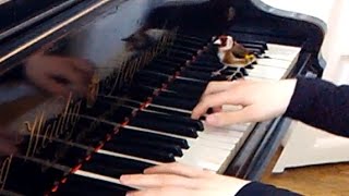 Goldfinch likes Mozart [upl. by Enimsaj]