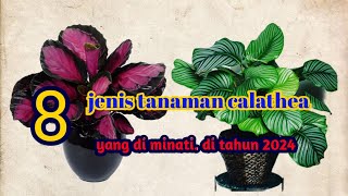 8 JENIS TANAMAN HIAS CALATHEA 8 types of calathea ornamental plant [upl. by Ycul]