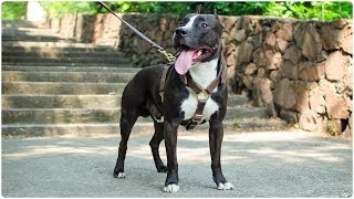 Amstaff wears Dog Harness for Tracking and Walking [upl. by Waldack488]