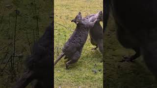 Young male Pademelon Wallabies fighting for supremecy woodbridgehillcottage pademelons [upl. by Athalla]