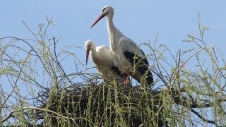 Het geklepper van de ooievaar in de Brielmeersen te Deinze [upl. by Nyhagen992]