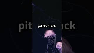 deep sea jellyfish🪼shorts [upl. by Harolda746]