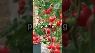 Ornamental vs Non Ornamental Plants Whats the difference plants knowledge planting garden [upl. by Kcirrem]