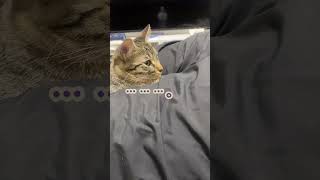 被害 cat かわいい catfunny 保護猫 キャット catvideos 子猫 猫 funny おなら [upl. by Asirral850]