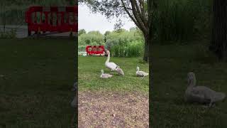 AGGRESSIVE Swan Attacks Me [upl. by Grewitz]