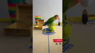 Bird Training  Smart lovebird Parrot  Smart Little Cute Parrot training smartparrot cute [upl. by Cyndy671]