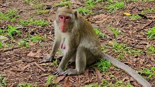 funny monkey videos on youtube [upl. by Annayd]