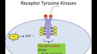 Receptor Tyrosine Kinases Newer Version [upl. by Polard]