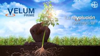 Bayer lanza VELUM PRIME un innovador nematicida para cultivos hortícolas [upl. by Cesare]