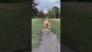 Rescue Dog Walking at Hyde Park Autumn in London [upl. by Spiers]