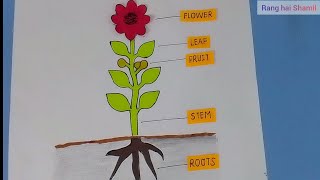 Parts of PlantsPlants of Plants 3D modelParts of plant model for science projectParts of plant [upl. by Bridwell]