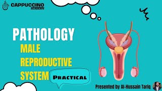 Male Pathology Practical [upl. by Stromberg]