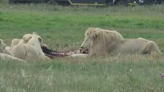 White Lions eating flesh  Predator eating flesh by Safari in South Africa 🇿🇦 [upl. by Tigdirb]