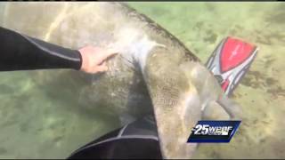 Manatee caught cuddling on video [upl. by Assiralc878]