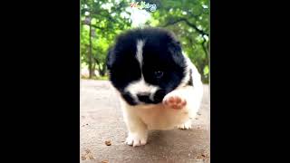 Cute Puppy is Walking 🐶  cute landseer puppy [upl. by Naujat]