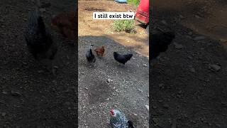 I still existchicken backyardchickens funnychickens funny rooster chicks chickens [upl. by Eirahs495]