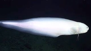 9 Strange Deep Ocean ROV Findings from Japan № 17 🇯🇵 [upl. by Polard165]