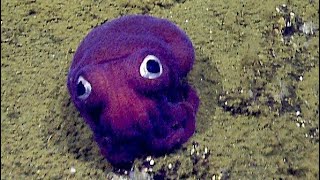 Facts The GooglyEyed Stubby Squid [upl. by Wein]