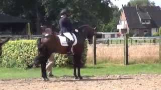 FRANZISKUS amp Ingrid Klimke  Westfalenwoche 2014  Warm Up [upl. by Gnilhsa]