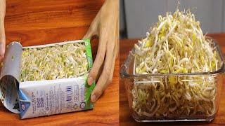 Grow Bean Sprouts With Milk Carton Milk Carton Recycling [upl. by Terrye348]