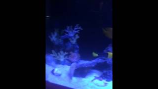 50 Gallon Saltwater Aquarium [upl. by Cown]