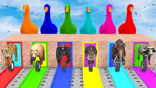 Long Slide Game With Elephant Gorilla Buffalo Hippopotamus Tiger  3d Animal Game  Funny 3d Animals [upl. by Sherburne95]