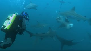 Overboard into Shark Swarm  Deadly 60 Series 2  BBC Earth [upl. by Harias]