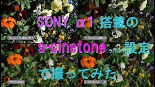 SONY α1搭載の scinetoneライクな設定で撮ってみた SONY a7s3 scinetone [upl. by Eitra885]