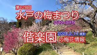 2024214撮影 第128回 水戸の梅まつり，偕楽園の梅開花情報水戸の六名木の咲き具合 [upl. by Noryt]