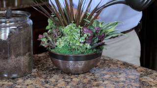 Exotic Angel Plants How to Create an Indoor Container Garden [upl. by Vickie]