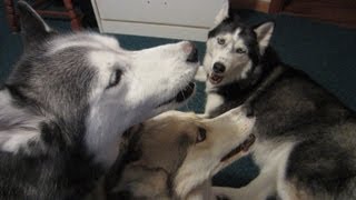 Oakley has a voice Vocal Husky Talks Howls Sings in the new Home [upl. by Salvador917]