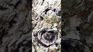 Dead Olivewood tree shorts viralvideo trending plants [upl. by Yboj]