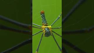 Amazing Spider Facts in 60 Seconds [upl. by Ardnod]