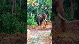 ഏവൂർ കണ്ണൻ aanachandamaanapranthanelephantaanapremianimalstravel [upl. by Darwen204]