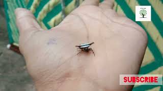 Spider  Gasteracantha fornicata northern jewelled spider species of spiny orbweavers [upl. by Johiah]