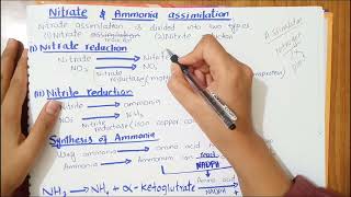 Nitrate and ammonia assimilation  Full explaination in Hindi and Urdu physiology [upl. by Eladroc]