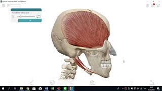 mandible retraction by temporalis muscle [upl. by Berlauda]