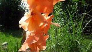 Gladiole [upl. by Rodolphe880]