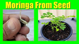 How To Grow Moringa From Seeds Growing Moringa Drumstick Tree From Seed [upl. by Aicad]