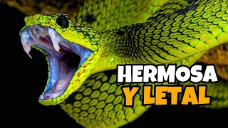 Mamba Verde  La Serpiente más Hermosa y Letal de África [upl. by Keever]