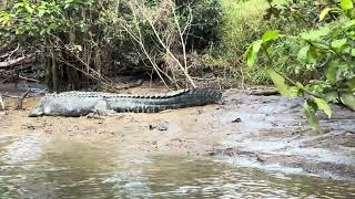 DAINTREE  COCODRILE TOUR EXPRESS [upl. by Jdavie]