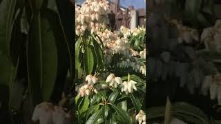 Pieris Shrub Forest Flame in Bloom  Spring Bloom [upl. by Jobey]